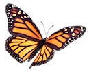 butterfly